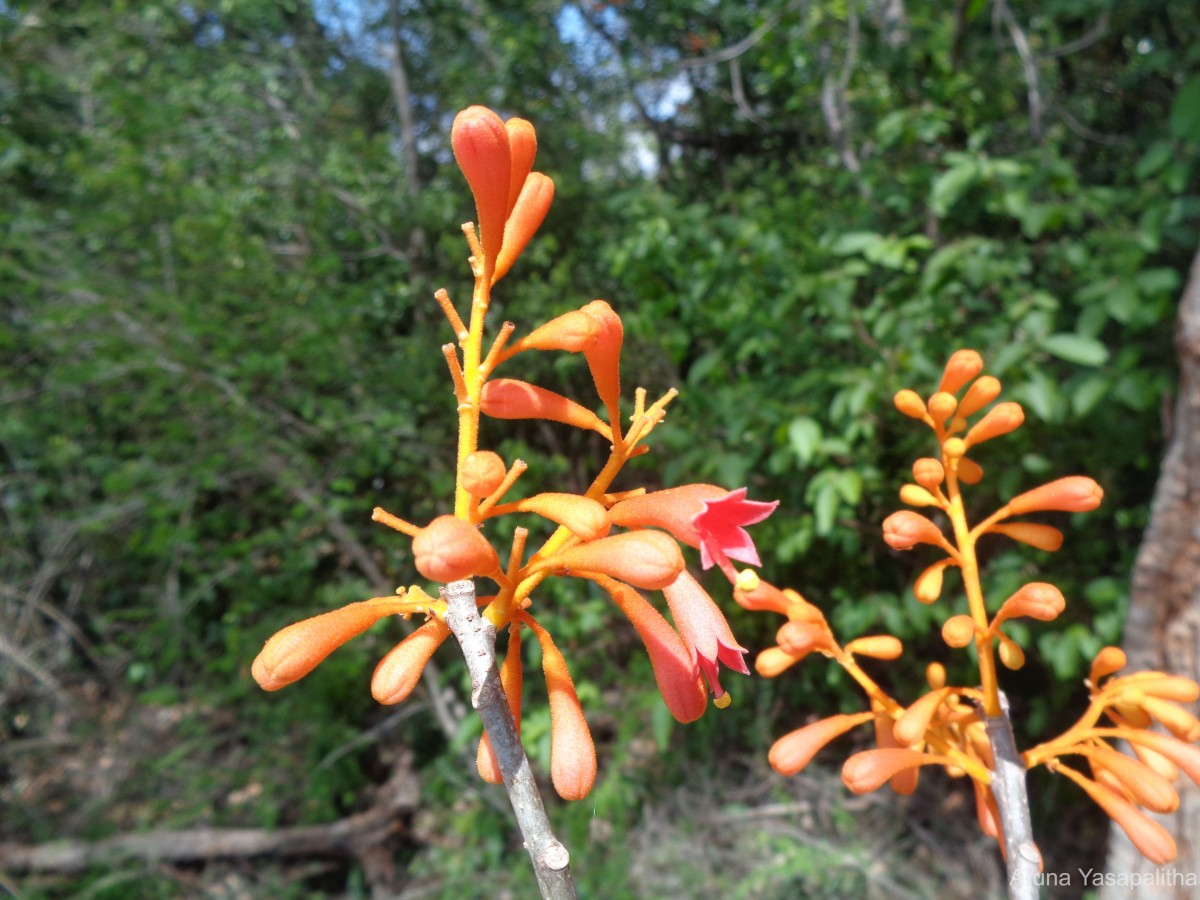 Firmiana colorata (Roxb.) R.Br.